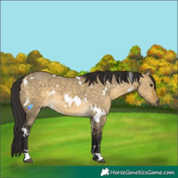 Horse Color:White Spotted Buckskin Dun 