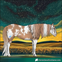 Horse Color:White Spotted Red Dun Splash 
