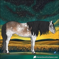 Horse Color:White Spotted Brown Dun 