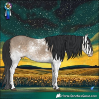 Horse Color:White Spotted Brown Dun