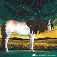 Horse Color:White Spotted Bay Dun 