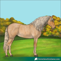 Horse Color:Palomino Roan 