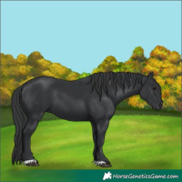 Horse Color:Black 