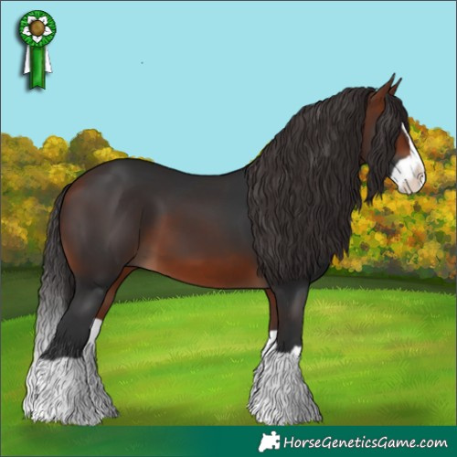 Horse Color:Bay Splash 