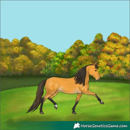 Horse Color:Buckskin 