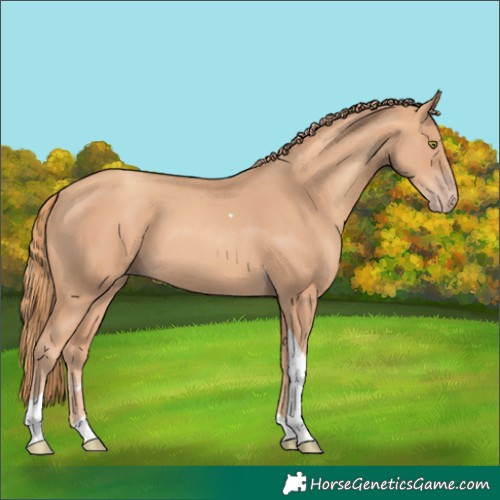 Horse Color:Gold Champagne Tobiano 