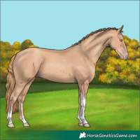 Horse Color:Gold Champagne Tobiano