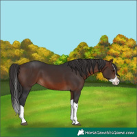 Horse Color:Brown Splash