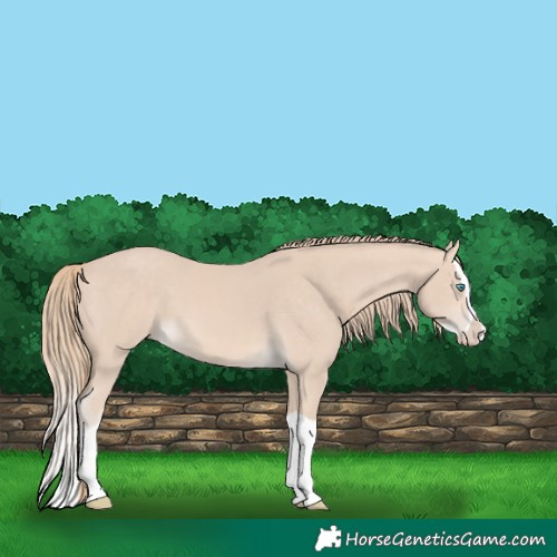 Horse Color:Perlino Splash 