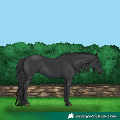 Horse Color:Black 