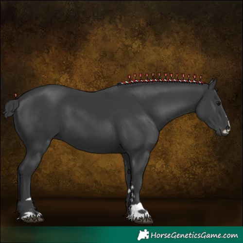 Horse Color:Black 