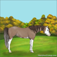 Horse Color:Classic Champagne Splash