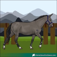 Horse Color:Smoky Grullo 