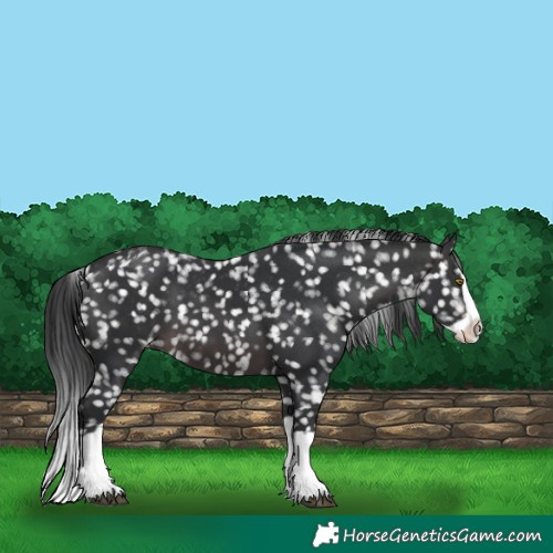 Horse Color:Platinum Brown Splash Appaloosa 