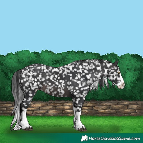 Horse Color:Platinum Brown Splash Appaloosa 