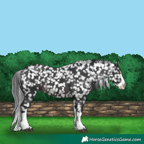 Horse Color:Platinum Brown Splash Appaloosa 