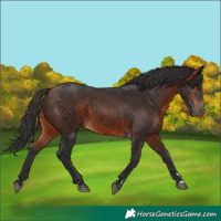 Horse Color:Brown 