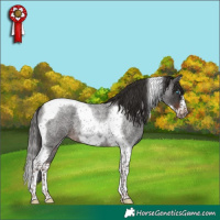 Horse Color:Liver Red Roan Splash Tobiano Frame
