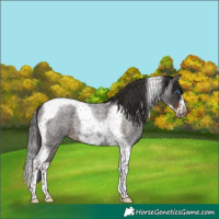 Horse Color:Liver Red Roan Splash Tobiano Frame 