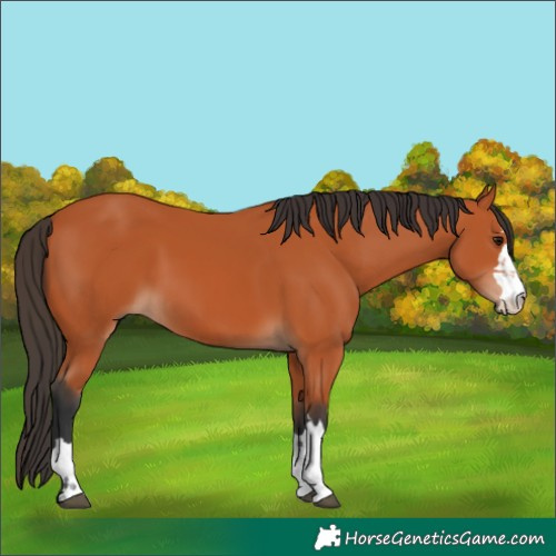 Horse Color:Bay 