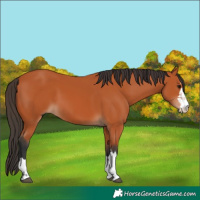 Horse Color:Bay 