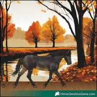 Horse Color:Buckskin 