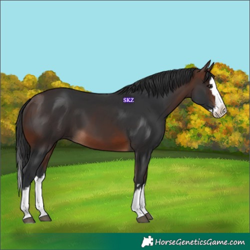 Horse Color:Brown Splash