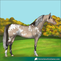Horse Color:White Spotted Brown Dun Appaloosa Brindle
