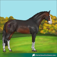 Horse Color:Bay Splash 