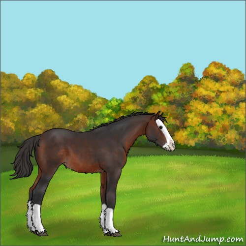 Horse Color:Brown Splash