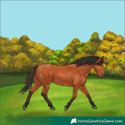 Horse Color:Bay 