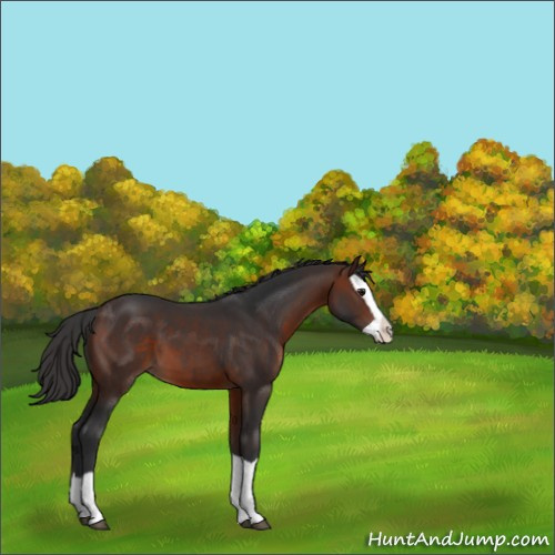 Horse Color:Brown Splash 