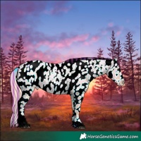 Horse Color:Painted Smoky Grullo Ice Tobiano Appaloosa 
