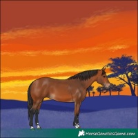 Horse Color:Bay 