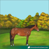 Horse Color:Bay 