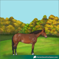 Horse Color:Bay 