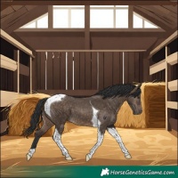 Horse Color:Brown Dun Tobiano 