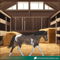 Horse Color:Brown Dun Tobiano 
