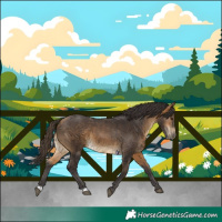 Horse Color:Buckskin 