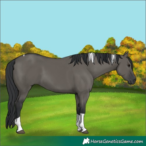 Horse Color:Grullo Tobiano