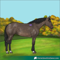 Horse Color:Brown Dun 