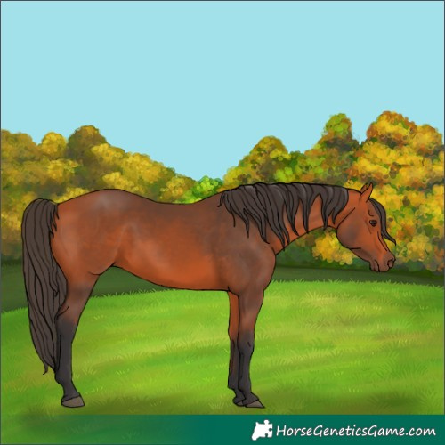 Horse Color:Bay 