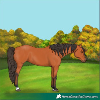 Horse Color:Bay 
