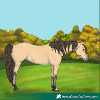 Horse Color:Buckskin 