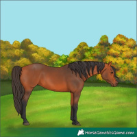 Horse Color:Bay 