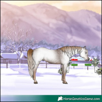 Horse Color:Gray Chestnut 