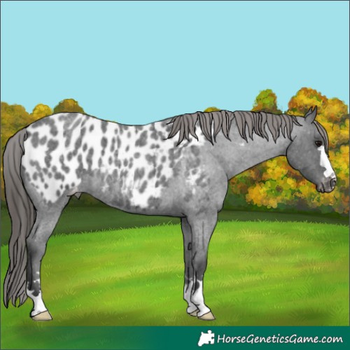 Horse Color:Blue Roan Appaloosa 