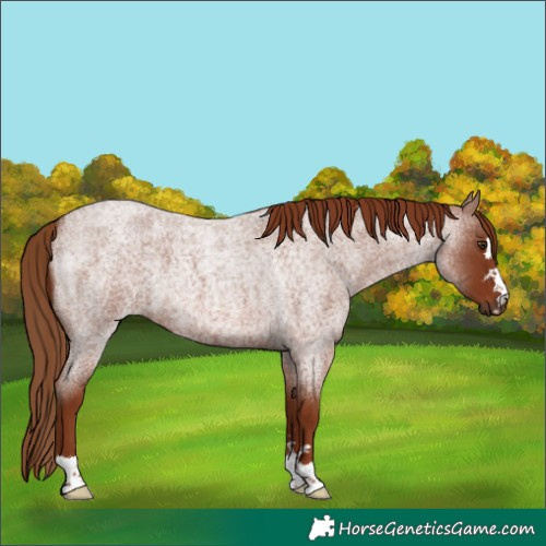 Horse Color:Red Roan