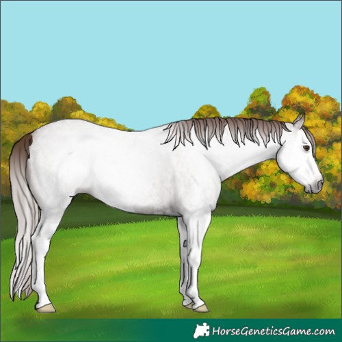 Horse Color:Gray Red Roan Splash Rabicano 