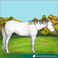 Horse Color:Gray Red Roan Splash Rabicano 